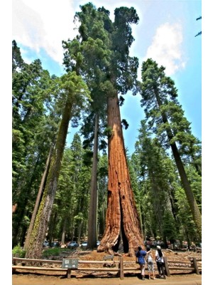 Sevimle Store Look 10 Adet Dev Sekoya Ağacı Tohumu Th-Sekoyaağacı1