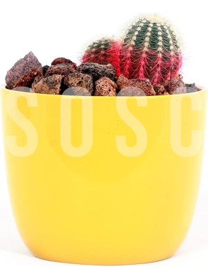 Sevimle Store Pomza Taşı 2-3 cm Volkanik Cürüf Ponza Lav Kırığı 1 Lt