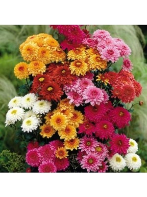 Sevimle Store Look 20 Adet Kasımpatı Çiçeği Tohumu (Bodur) TH-THMCMTHM271