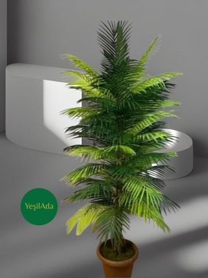 Yeşilada Yapay Areka Palmiyesi 1.50 mt Boy  Areka Palmiye Saksı Dahil