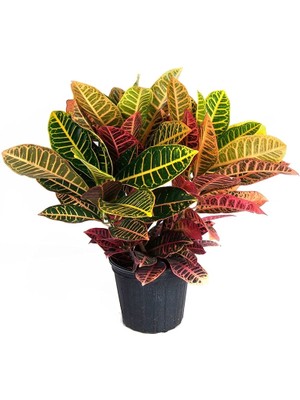 Fidan Sepetim Croton Petra Bitkisi 40-50 cm