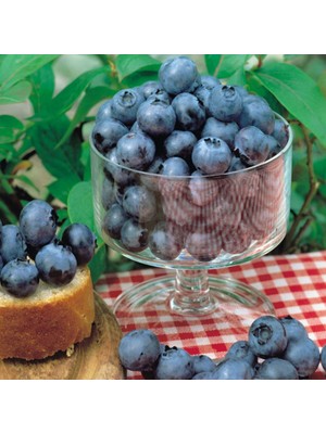 Fidan Sepetim 10 Adet Bluecrop Yaban Mersini Fidanı