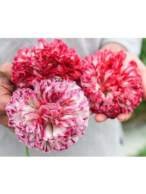 Serdar Çam Tohumculuk Antik Şakayık Çiçekli Gelincik Tohumu Papaver Somniferum Flemish Antique Peony