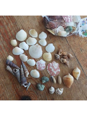 UltraNova Doğal Deniz Kabuğu 100 Gr, Dekoratif, Deniz Kabuğu, Kabuk, Doğal, Şık Tasarım