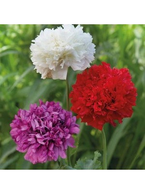 Serdar Çam Tohumculuk Katmerli Gelincik Tohumu Şakayık Çiçekli Karışık Renkler Peony 100 Tohum