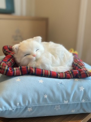 Gifi Peluş Yavru Kedi Oyuncak Minder Üstünde Uyuyan Kedi Orta Boy