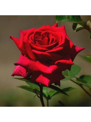 Hilal Tarım Çiftliği Açık Kök Kırmızı Gül Fidanı