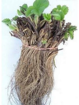 Hilal Tarım Çiftliği Monterey 50 Adet Açık Kök Çilek Fidanı