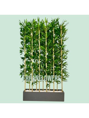 Erhan Flowers 50 cm Saksıda 180 cm 10 Adet Bambu Sperator