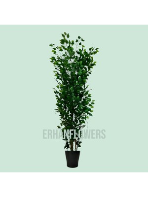 Erhan Flowers Benjamin 180 cm Platik Saksı