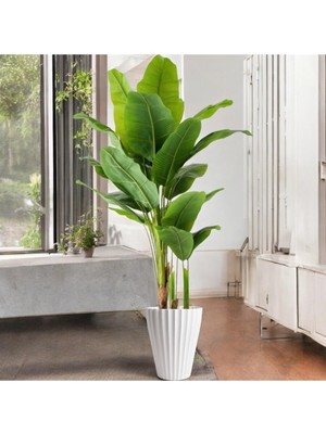 Erhan Flowers Yapay Muz Ağaçı 21 Yaprak Islak Doku Gerçege Yakın Görünüm Beyaz Lilyum Saksı