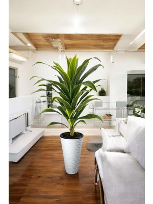 Yapay Dracaena Fragrans Ağaç 160 cm Kumsal Saksı