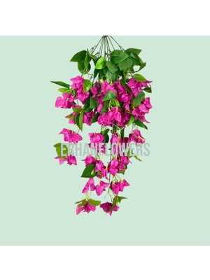 Fuşya Begonvil 90 cm
