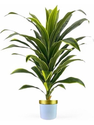 Yapay Dracaena Fragrans Ağaç 120 cm Beyaz Gold Saksı