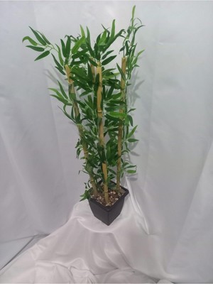 Erhan Flowers Plastik Saksı Da 110 cm Bambu