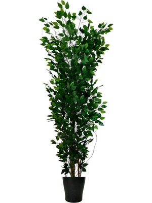 Erhan Flowers Benjamin 200 cm Plastik Saksı