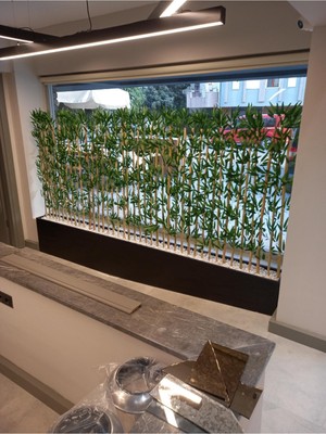 350 cm Saksıda 180 cm  Bambu Speratör