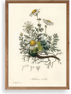 Yazline Global Papatya Ahşap Çerçeveli Tablo 50 x 70