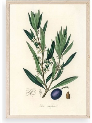 Yazline Global Yaprak Ahşap Çerçeveli Tablo 30 x 42