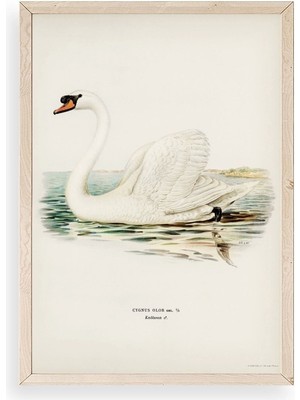 Yazline Global Kuğu Ahşap Çerçeveli Tablo 30 x 42