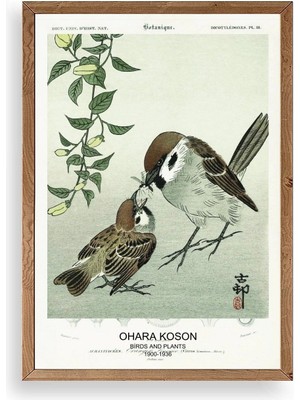 Yazline Global Kuşlar Ahşap Çerçeveli Tablo 50 x 70