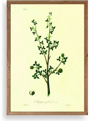 Yazline Global Yapraklar Ahşap Çerçeveli Tablo 50 x 70