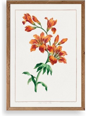 Yazline Global Turuncu Zambak Ahşap Çerçeveli Tablo 50 x 70