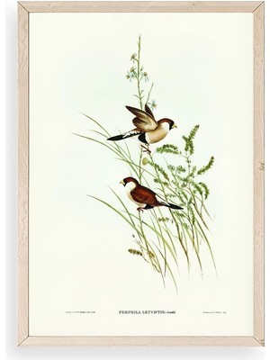 Yazline Global Kuşlar Ahşap Çerçeveli Tablo 17 x 23