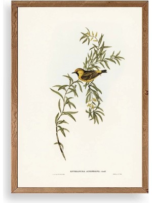 Yazline Global Daldaki Kuş Ahşap Çerçeveli Tablo 50 x 70