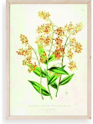 Yazline Global Çiçek Ahşap Çerçeveli Tablo 23 x 30