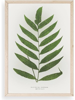 Yazline Global Yaprak Ahşap Çerçeveli Tablo 17 x 23