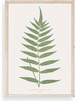 Yazline Global Polypodium Franxinifolium Ahşap Çerçeveli Tablo 30 x 42