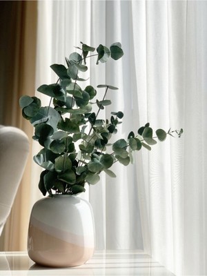 Büyük Okaliptus Demeti, Ferahlatıcı ve Doğal Çiçek Düzeni