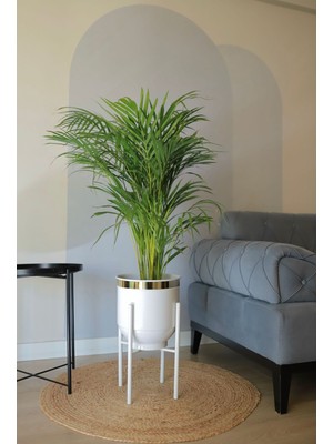 Beyaz ve Gold Metal Ayaklı Saksı, Şık ve Modern Dekorasyon Aksesuarı