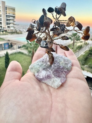 Feyza Design Canlı Kapangöz Bitki, Uzun Ömürlü ve Renkli Saksı Tasarımı