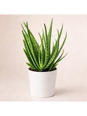 Aloe Vera Bitkisi Fiyatlar, Modelleri 151 rnle | Hepsiburada