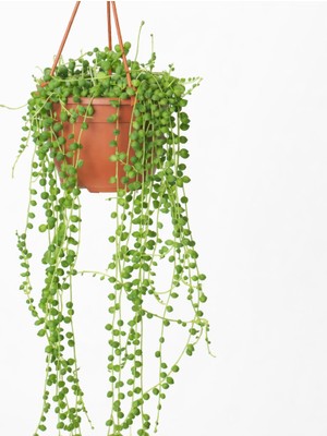 Tomurcuk Trend String Of Pearls (Senecio) – Sarkıcı Sukulent