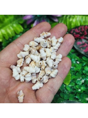 Salyangoz Deniz Kabuğu Içi