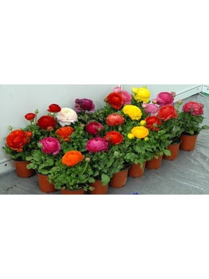 CSY 12 Adet Şakayık Çiçeği Yumrusu..karışık Renkler.yeni Mahsul.5 Renk Karışık.