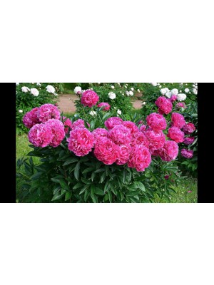 CSY 12 Adet Şakayık Çiçeği Yumrusu..karışık Renkler.yeni Mahsul.5 Renk Karışık.