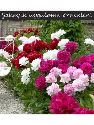 CSY 12 Adet Şakayık Çiçeği Yumrusu..karışık Renkler.yeni Mahsul.5 Renk Karışık.