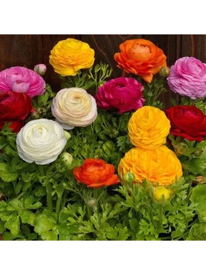 CSY 12 Adet Şakayık Çiçeği Yumrusu..karışık Renkler.yeni Mahsul.5 Renk Karışık.