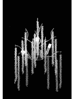 LED Yeni Model Ağaç Aplik Krom Renk Ithal Kasa