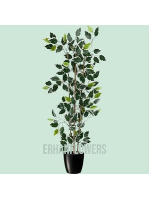 Erhan Flowers 110 cm Bambu Gövdeli Beyaz Benjamin Ficus Ağacı