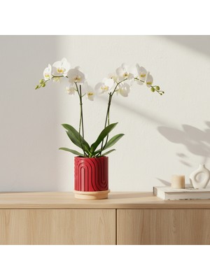 Norla Dekoratif Vazo - Yakut Kırmızı / Ahşap Tabanlı