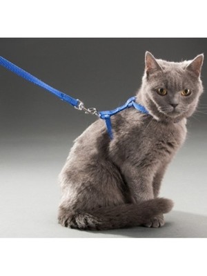 Yg Kedi Boyun ve Göğüs Tasması