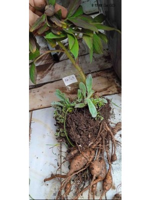 CSY 12 Adet Şakayık Çiçeği Soğanı Yumrusu 6 Renk Karışık Yumru Boyu 10 Cm.