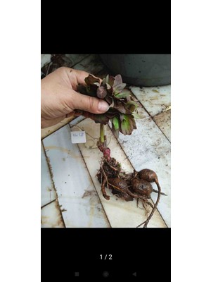 CSY 12 Adet Şakayık Çiçeği Soğanı Yumrusu 6 Renk Karışık Yumru Boyu 10 Cm.yeni Mahsul.. Çimlenme Garantilidir..