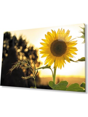 idealizbiz Ayçiçeği Cam Tablo 4mm Dayanıklı Temperli Cam Sunflower Glass Wall Art