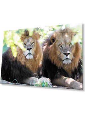 idealizbiz Aslan Cam Tablo 4mm Dayanıklı Temperli Cam